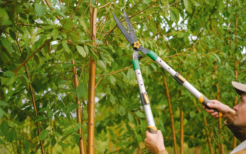 Tree trimming in Pocahontas, VA