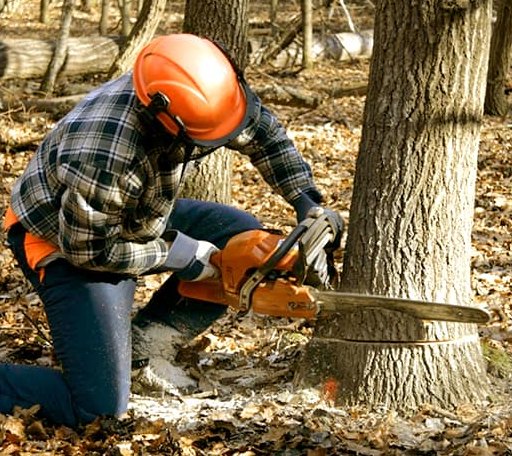 Tree Removal in Pocahontas, VA